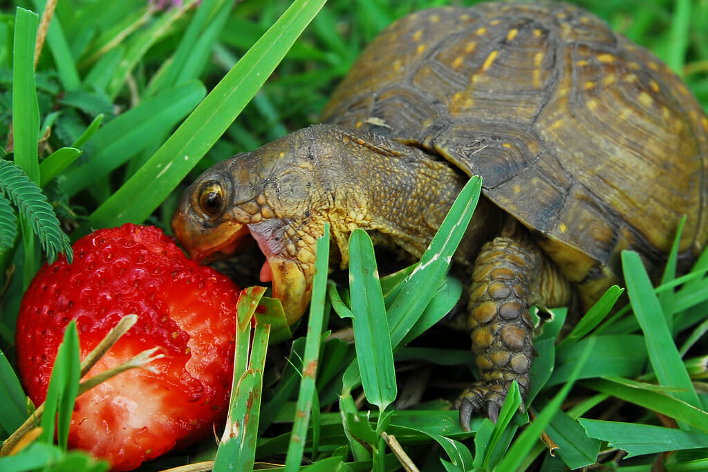 Cute turtle eating a strawberry