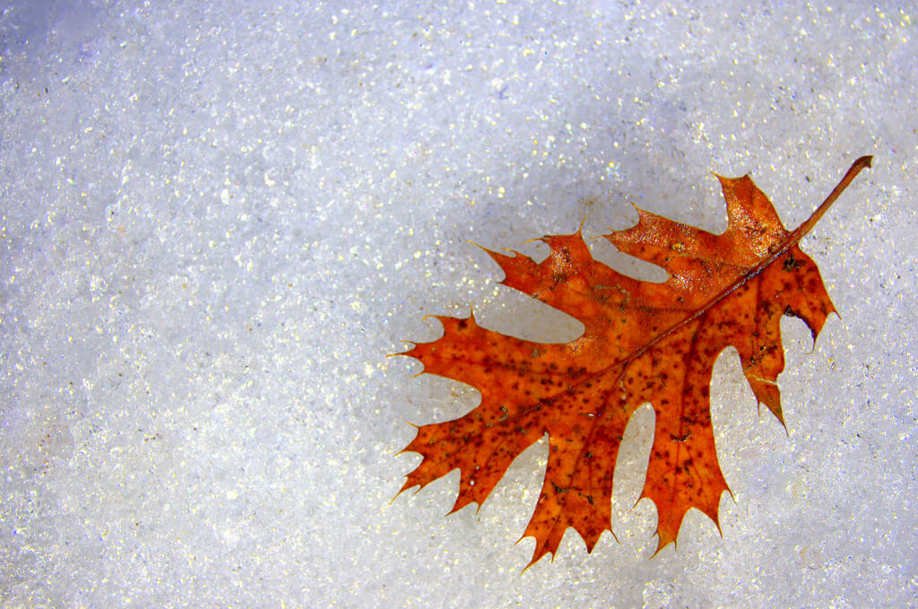 Red leaf on snow